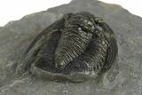Diademaproetus Trilobite Fossil - Morocco #249894-4